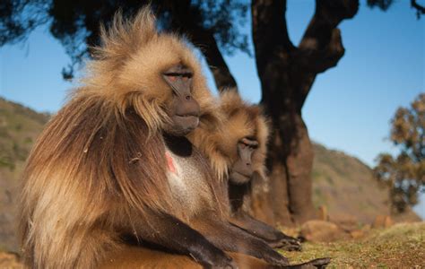 Ethiopia Photo Tour | Wildlife Observations Worldwide