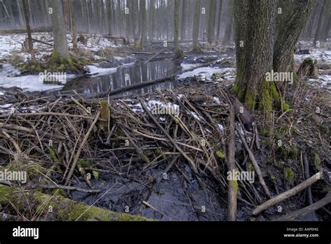 Eurasian beaver, European beaver (Castor fiber), beaver dam, Poland ...