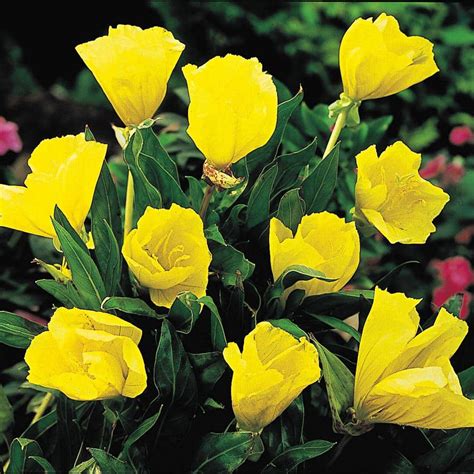 Spring Hill Nurseries Pink Flowers Missouri Evening Primrose (Oenothera ...