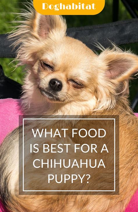 What food is best for a Chihuahua puppy? in 2021 | Chihuahua puppies ...