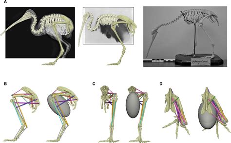 Kiwi Bird Skeleton