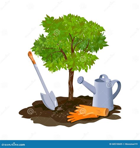 Planting a Tree in the Ground Stock Vector - Illustration of step ...