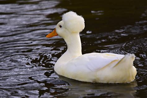 Quack, Quack! The Crested Ducks Have Unique Afro Hair (Which Can Also ...