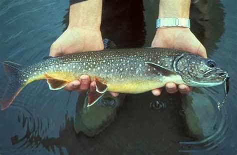 Lake Trout - Description, Habitat, Image, Diet, and Interesting Facts