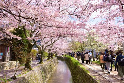 Philosopher’s Path Kyoto Cherry Blossoms 2019 – Japan Travel Guide -JW ...