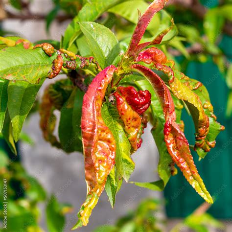 Peach leaf curl. Fungal disease of peaches tree. Taphrina deformans ...