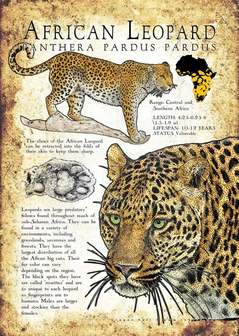 African Leopard Poster Print / Infographic