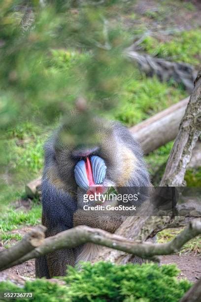 15 Mandrill Conservation Stock Photos, High-Res Pictures, and Images ...