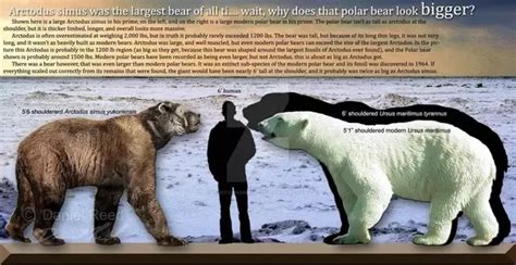 Short Faced Bear was NOT even close to the biggest bear ever | Fandom