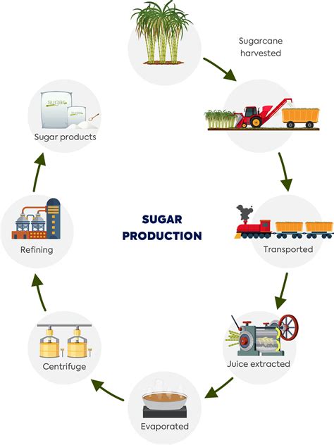 Sugar Processing