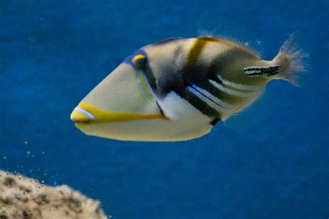 Lagoon Triggerfish – Profile | Traits | Diet | Breeding | Facts - SeaFish