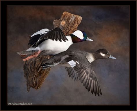 Birdman Studios Taxidermy - Waterfowlers Challenge