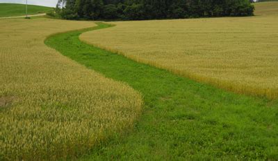 Grassed waterways can help maintain soil quality and productivity - MSU ...