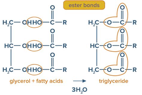 The bond formed between glycerol and fatty acid in a simple lipid is