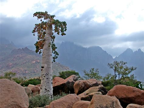 Nate's Nonsense: Socotra Island