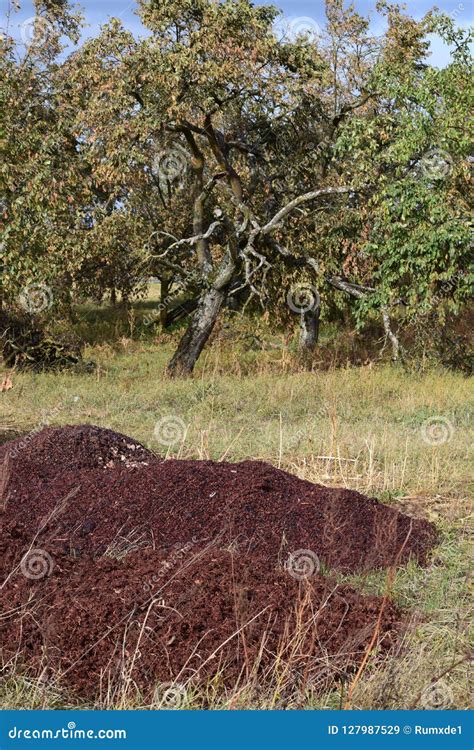 Pomace stock image. Image of face, mask, winepress, grapes - 127987529