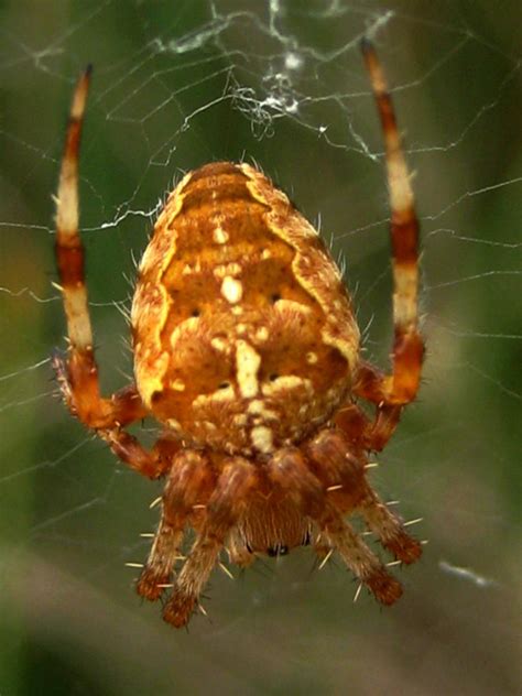 Orb Web Spider 3 by Iris-cup on DeviantArt