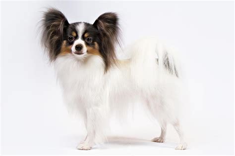 Papillon Dog Breed Information