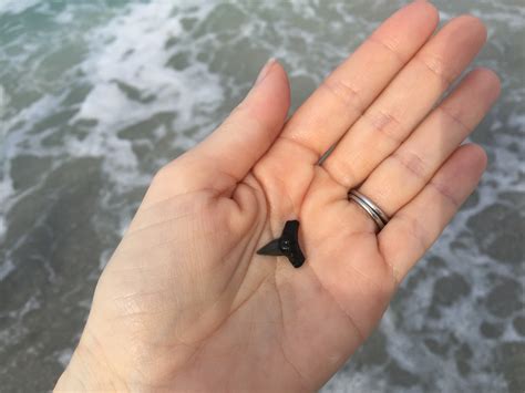 How to Find Shark Teeth at Venice Beach #LoveFL - Classy Mommy