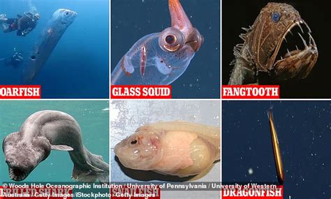 The eerie deep sea creatures that are hardly EVER seen by humans: Glass ...