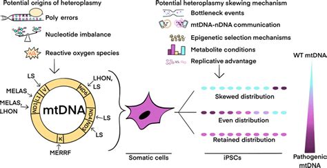 Potential Origins and Mechanisms of mtDNA Heteroplasmy Shifts During ...