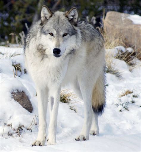 Alaskan Timber Wolf l Majestic Canine - Our Breathing Planet