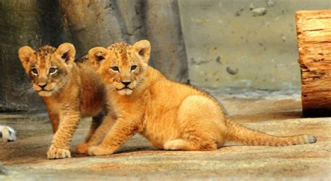 New African lion cubs make their public debut