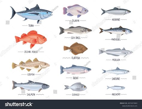 Commercial Fishes Set Fresh Raw Edible Stock Vector (Royalty Free ...