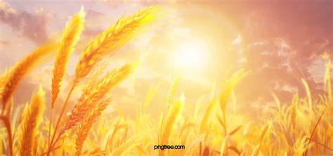 Beautiful Golden Wheat Field Background, Beautiful, Golden, Wheat ...