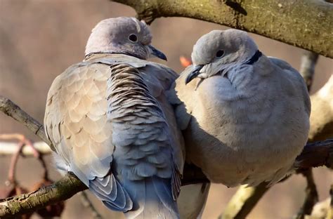 Turtle Dove Symbolism: Love, Peace, And Symbol Of Friendship