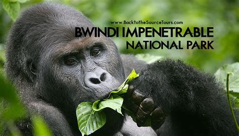 Bwindi Impenetrable National Park | Back to the Source Tours