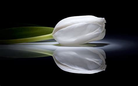 77 White Tulips Wallpaper Hd Picture - MyWeb