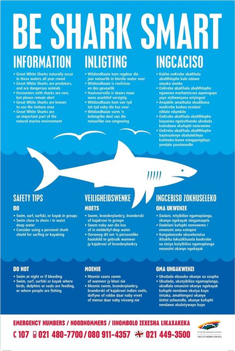 Shark safety tips: sorting out fact from fiction | Shark facts, Great ...