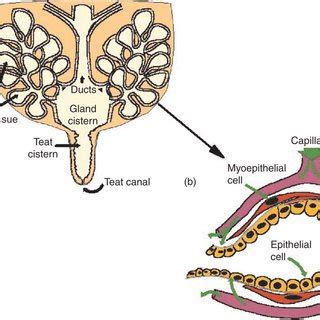 Anatomy Of Mammary Gland Of Cow - All About Cow Photos