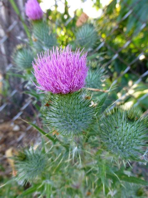 Russian Thistle | Lake Merritt | Pinterest