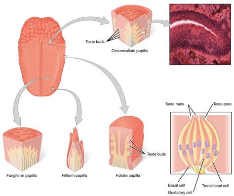 Taste | Biology of Aging