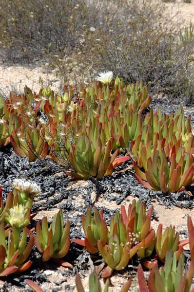 Karoo succulents 5 | Free stock photos - Rgbstock - Free stock images ...