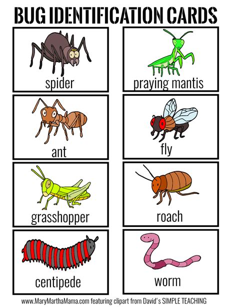 bug identification cards | Bugs and insects, Bugs preschool, Bug hunt