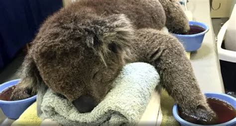 Queensland Koala Rescue Conservation Centers Joins - Species360