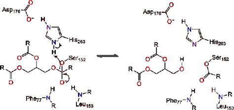 Lipase - Proteopedia, life in 3D