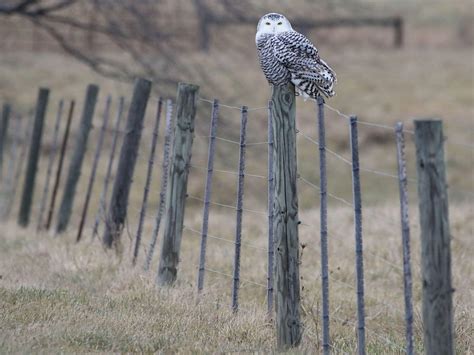 From Arctic to Valley, Why Snowy Owls Make Surprise Flights - Scenic Hudson