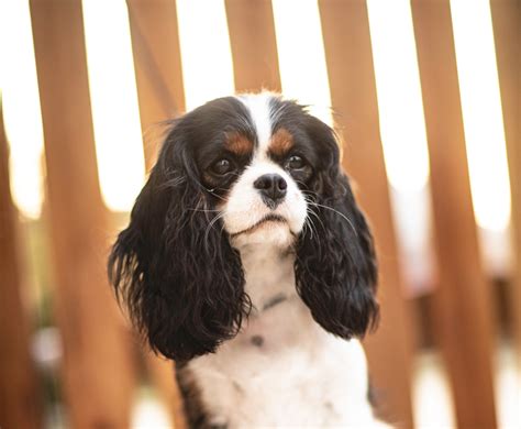 Cavalier King Charles Spaniel Puppies in Sacramento CA