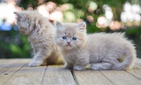 Teacup Cats And Miniature Cats - A Complete Guide | Munchkin cat ...