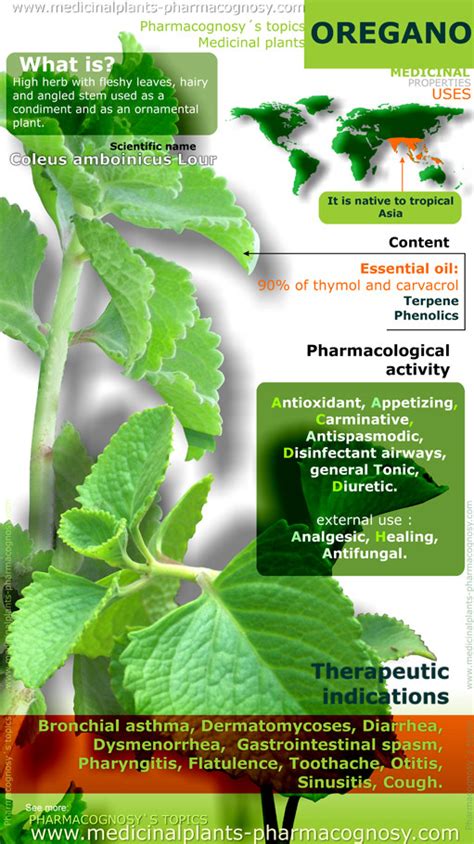 Oregano benefits. Infographic - Pharmacognosy - Medicinal Plants