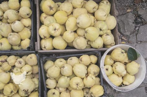 How To Store Quince Fruit {Explained!} — Farm & Animals