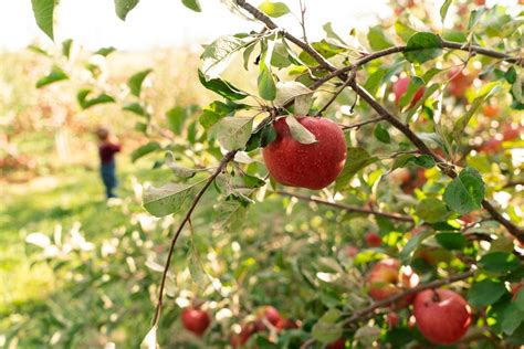 Apple Orchard Photoshoot - Victoria Christine Photography