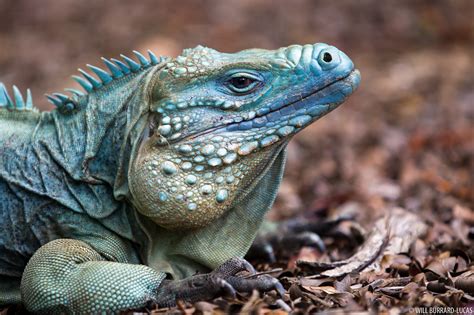 Grand Cayman Iguana | Will Burrard-Lucas