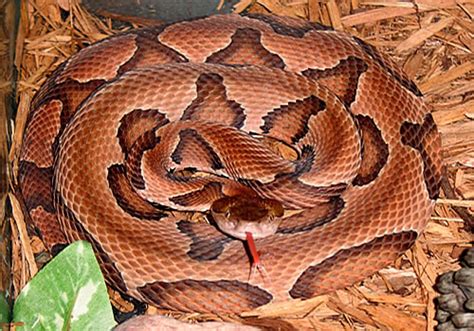 Copperhead Snakes - Facts, Venom & Habitat Information