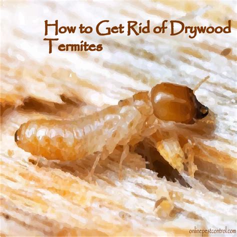 How to Get Rid of Drywood Termites - Online Pest Control