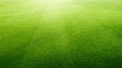 The Factors Affecting The Grass Seed Types Opt For - Savel Blogs